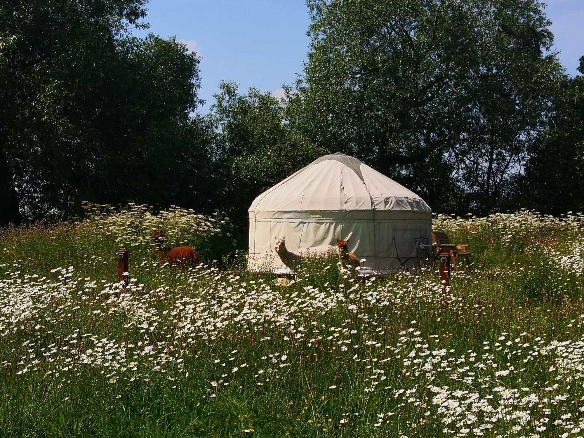 Acorn Glade Glamping *